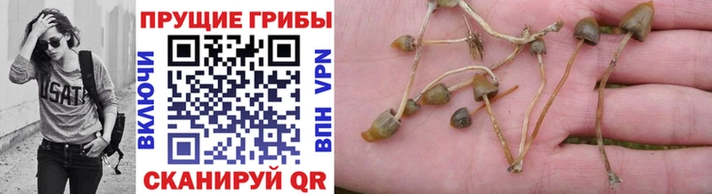 Галлюциногенные грибы Psilocybe  Купить закладки  Олонец 